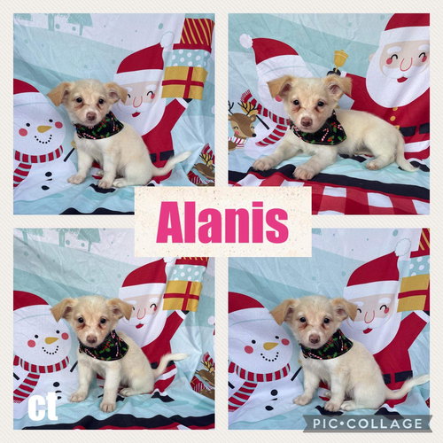 Alanis