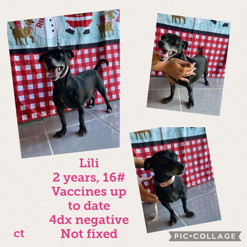 Lili