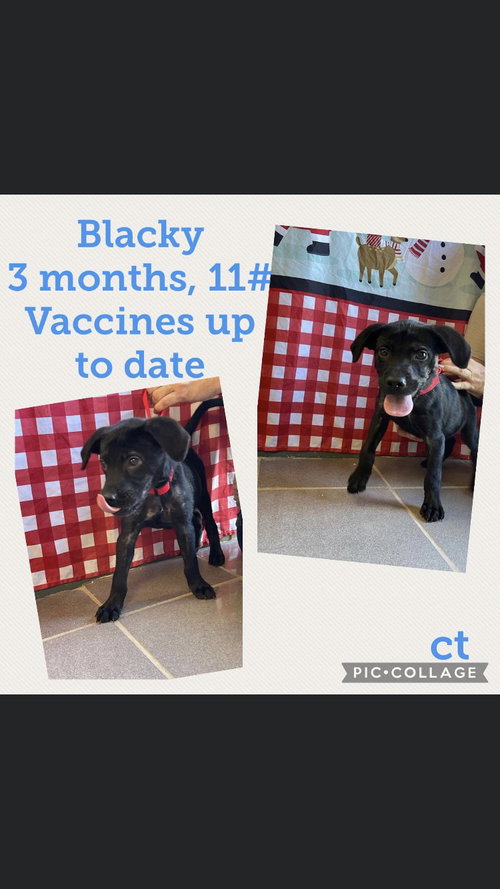Blacky/Brodie
