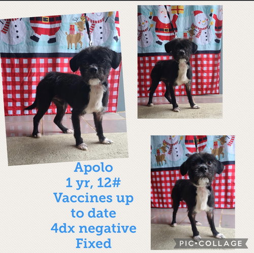 Apolo