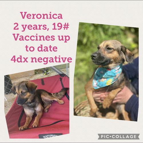 Veronica