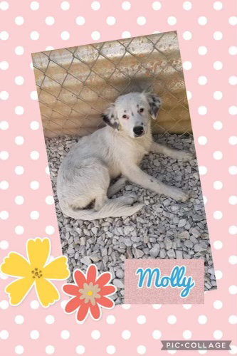 Molly