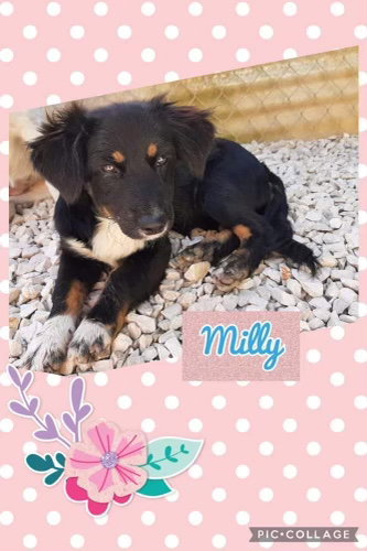 Milly