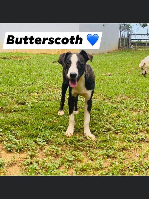 Butterscotch/Puck