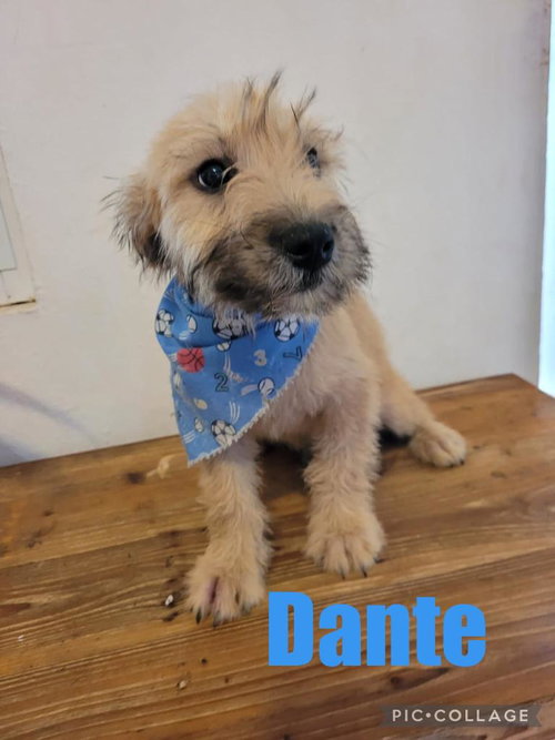 Dante