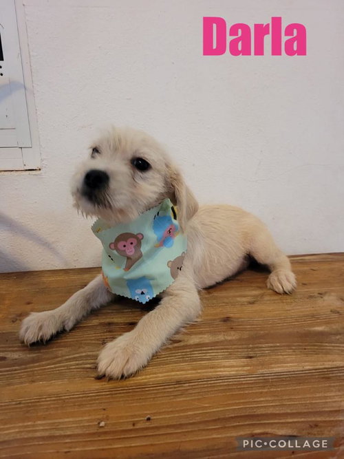 Darla