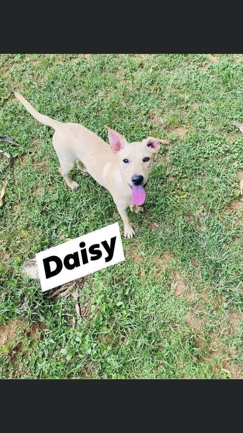 Daisy