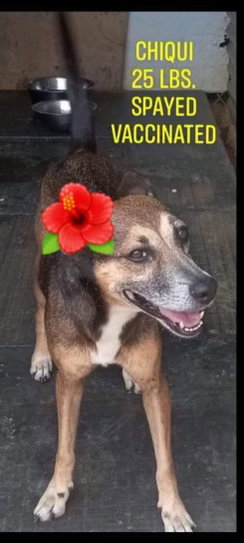 Chiqui