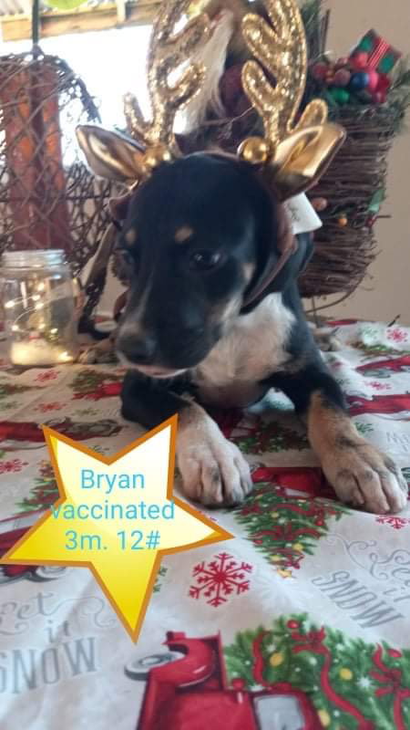 Bryan