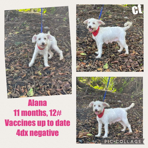 Alana