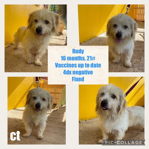 Rudy/Biscuit