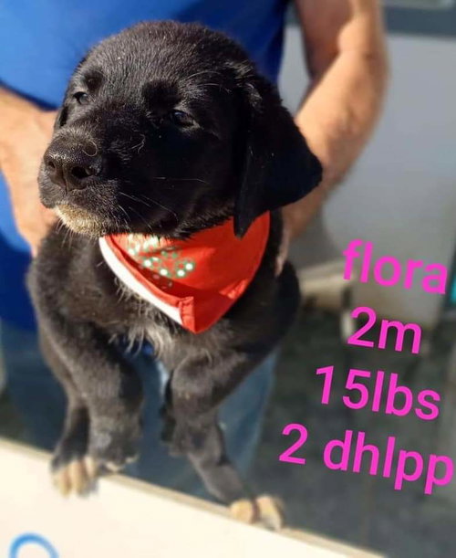 Flora