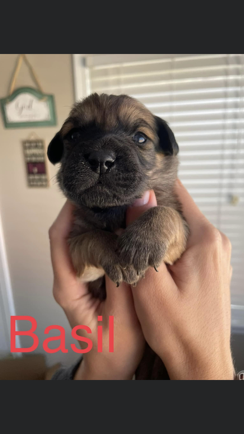 Basil