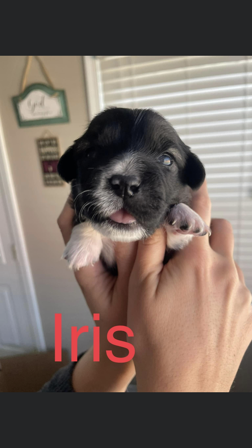 Iris