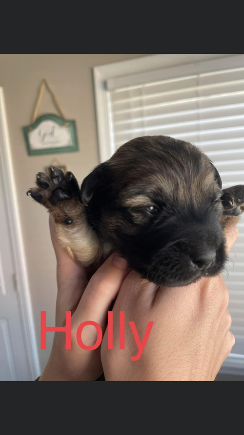 Holly