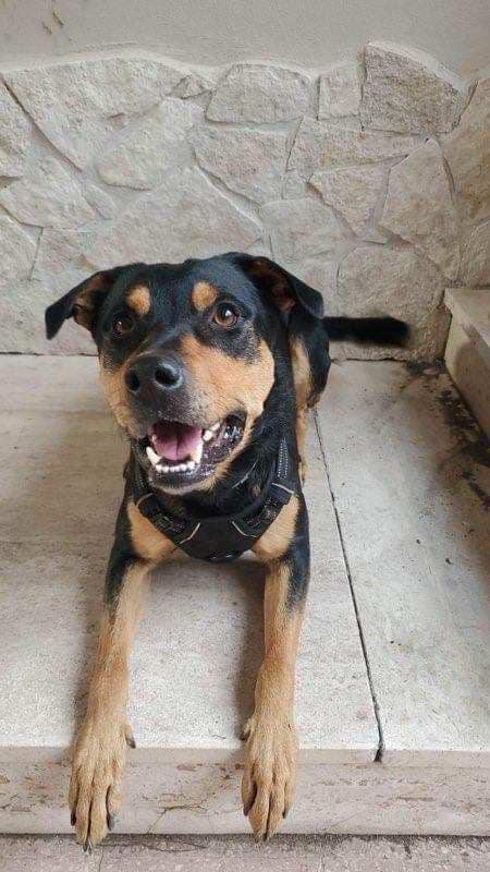 Boba Fetch