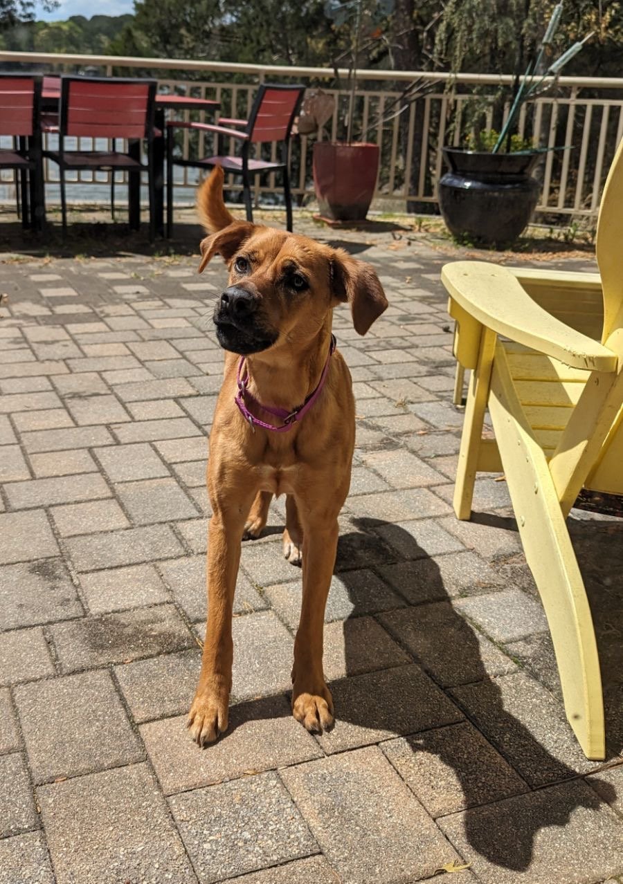 adoptable Dog in Virginia Beach, VA named Abba