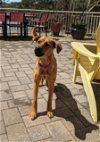 adoptable Dog in virginia beach, VA named Abba