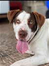adoptable Dog in  named Monty