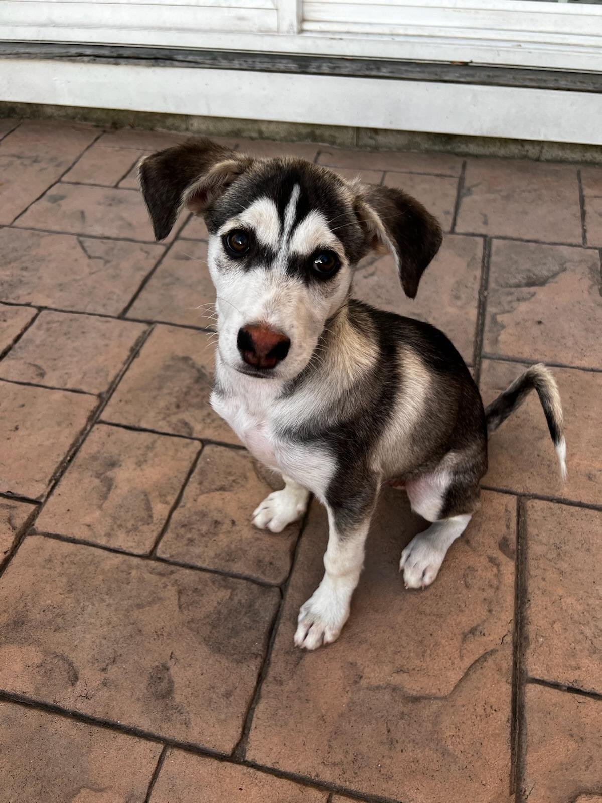 adoptable Dog in Virginia Beach, VA named Lobo