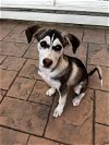adoptable Dog in , VA named Lobo