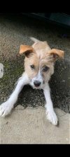 adoptable Dog in , PR named Kelly