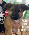adoptable Dog in , PR named Molly