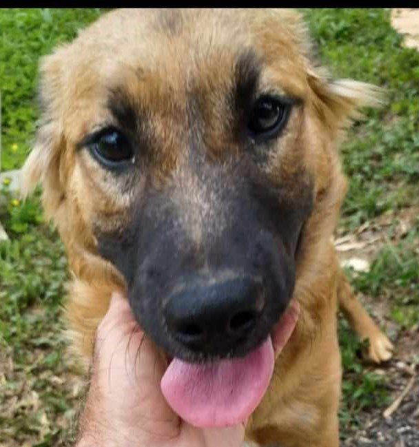 adoptable Dog in Barranquitas, PR named Molly