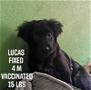 adoptable Dog in , PR named Lucas