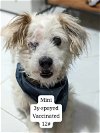 adoptable Dog in , PR named Mini