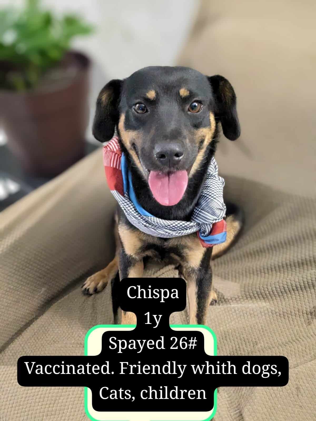 adoptable Dog in Barranquitas, PR named Chispa