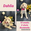 Dahlia