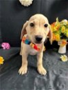 adoptable Dog in , PR named Poppy