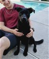adoptable Dog in virginia beach, VA named Blair