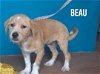 adoptable Dog in  named Beau