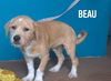 adoptable Dog in  named Beau