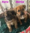 adoptable Dog in , PR named Paris