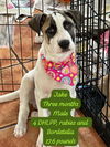 adoptable Dog in virginia beach, VA named Jake