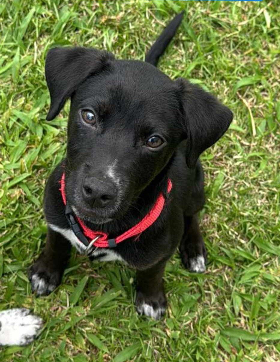 adoptable Dog in Virginia Beach, VA named Robin
