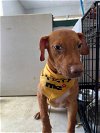 adoptable Dog in virginia beach, VA named Camilla
