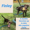 Finley