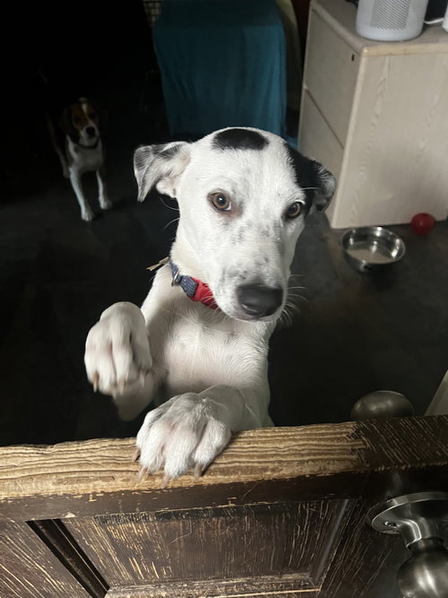Marti
