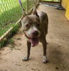 adoptable Dog in , PR named Nucita