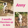 Anny
