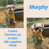 Murphy