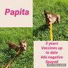Papita