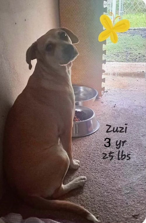 Zuzi