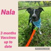 adoptable Dog in , PR named Nala
