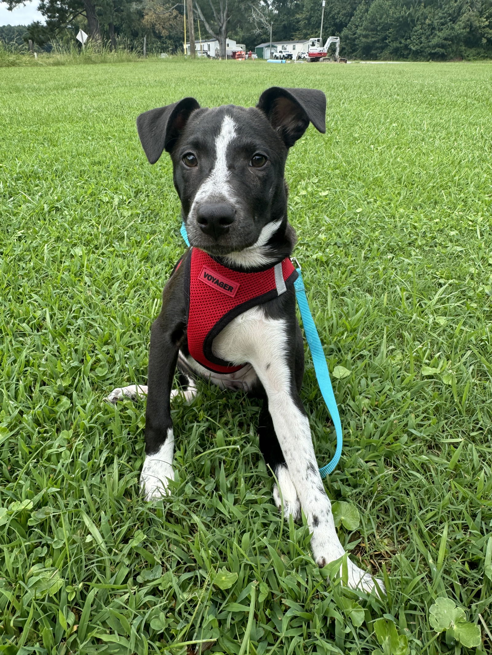 adoptable Dog in Virginia Beach, VA named Nala