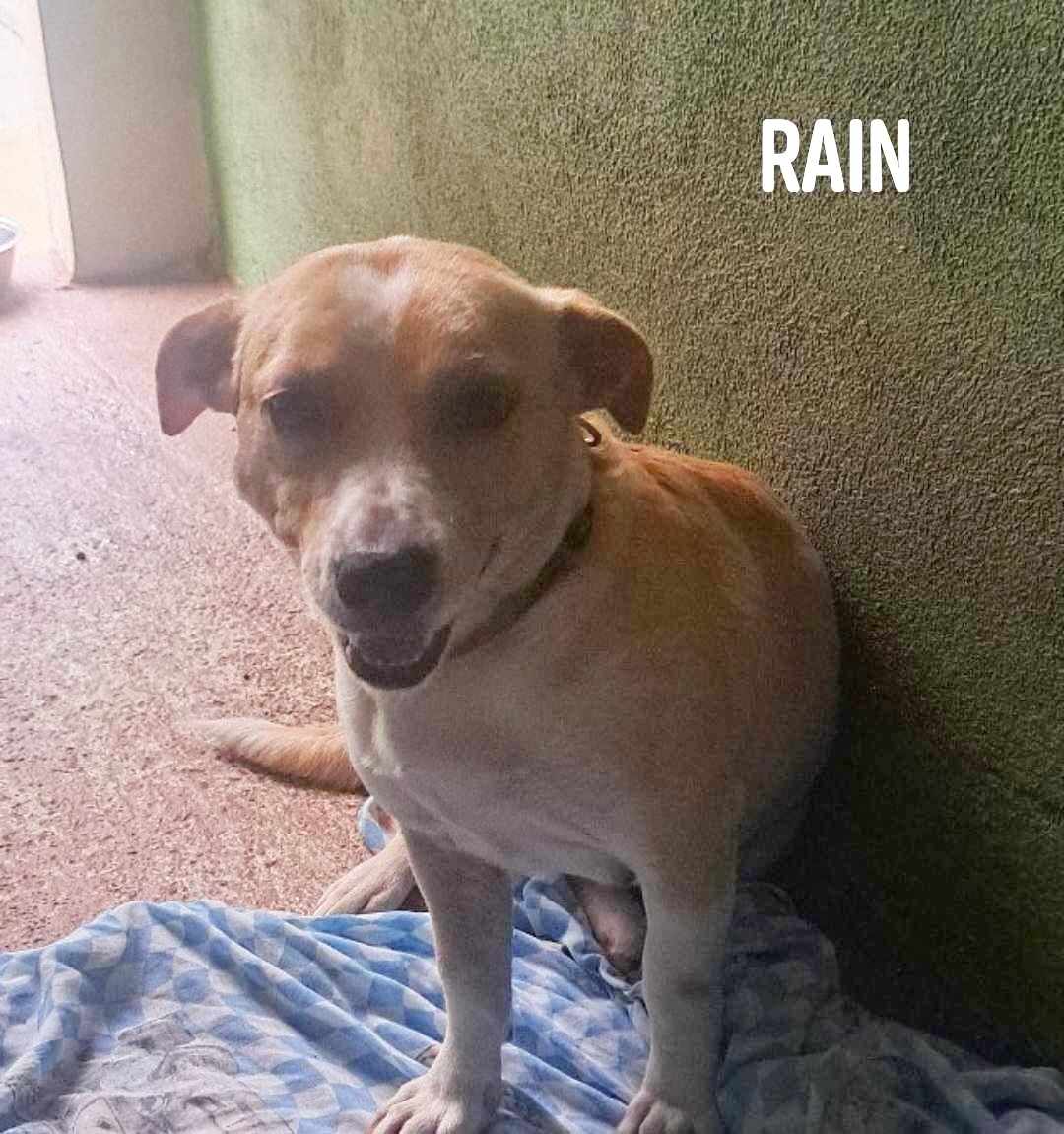 adoptable Dog in Barranquitas, PR named Rain